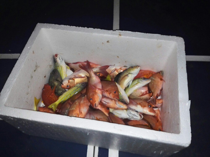 马尔代夫海钓小贴士